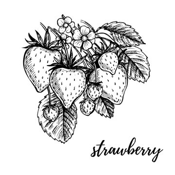 Hand drawn vector illustration - Strawberry. Sketch collection.