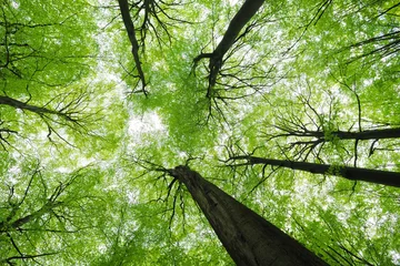 Fototapeten Wald der hohen Buchen im Frühjahr, Flachwinkelaufnahme © AVTG
