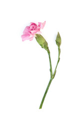 Isolated pink carnation on a white background