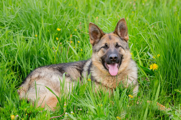 big dog lies in the poses. the tongue hanging out. German shephe