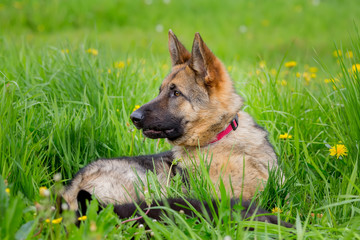 German shepherd hunts. age 1 year