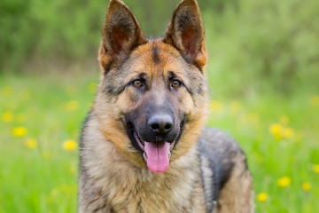 Dog portrait German shepherd. age 1 year