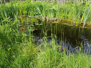 Gartenteich