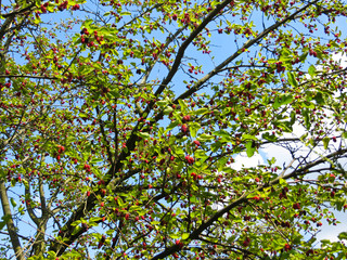 Mulberry tree (Morus Alba) with berries