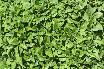 Wall green leaves