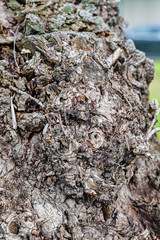 Highly detailed tree bark texture