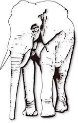 Naklejki  Słoń afrykański. Grafika wektorowa
