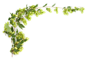 Branch of hop on white background