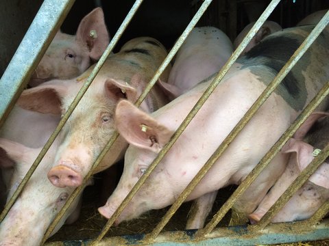 schweine