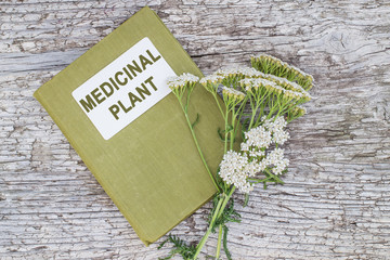 Yarrow (achillea millefolium) and directory medicinal plant