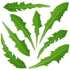 Obraz premium dandelion leaves green