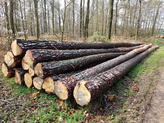 Baumstaemme, Baum, Holzernte