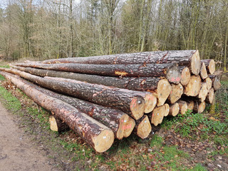 Baumstaemme, Baum, Holzernte