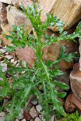 Acker-Kratzdistel; Cirsium; arvense, Sprosse, Jungpflanze