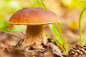 Mushrooms Bolete in the wild, Boletus pinophilus