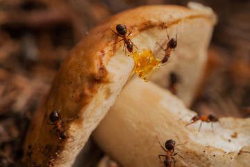 Team of ants on the joint harvesting