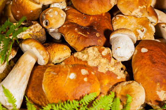 Fresh porcini mushrooms, close-up