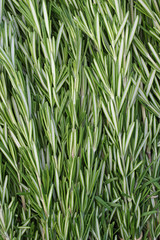 Fresh rosemary (Rosmarinus officinalis)