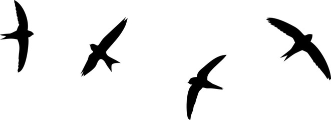 Silhouettes of flying swifts