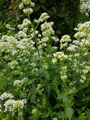 Spornblume; Blume, Sommerblume, Centranthus, weisse, alba