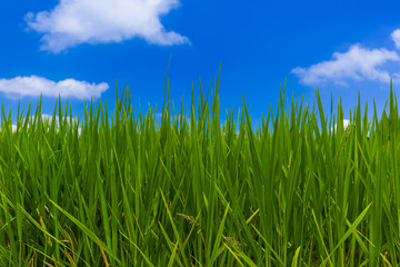 Grass and cloudy sky