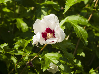 Obraz premium Rose Mallow or Syrian ketmia, Hibiscus syriacus, flower close-up with bokeh background, selective focus, shallow DOF