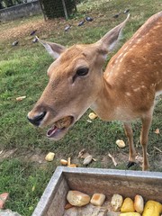 daino con un pezzo di pane in bocca