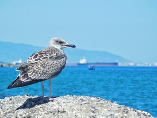A thoughtful seagull on a sea rock