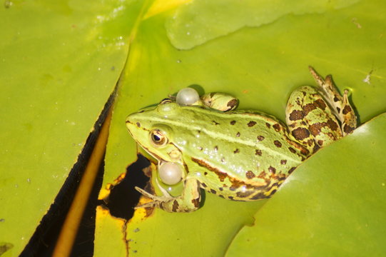 Frosch gr&uuml;n