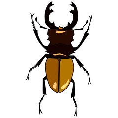 Illustration of beetle