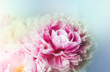 Floral wallpaper, background from flower petals. Trend colors pink and blue. Beauty peony, peonies, roses flowers. Bloom love concept. Card, text place, copy space.