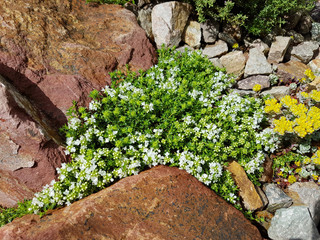 Steingarten; Trockenmauer