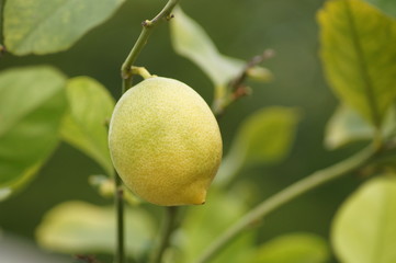 Zitrone am Baum