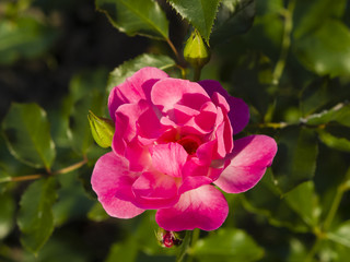 Flower of pink rose in garden on a bush, close-up, selective focus, shallow DOF