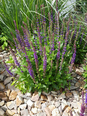 Steingarten; Trockenmauer; Salvia, nemorosa