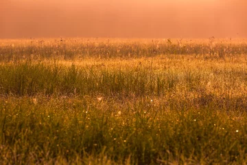Deurstickers Mysterious and hazy meadow landscape photographed in Poland © milosz_g