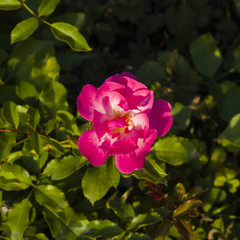 Obraz premium Flower of pink rose in garden on a bush, close-up, selective focus, shallow DOF