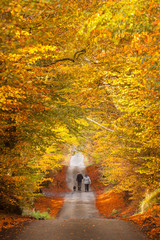 2 walkers and a dog at a country park with autumn colours.