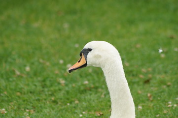 Familie von Schwänen