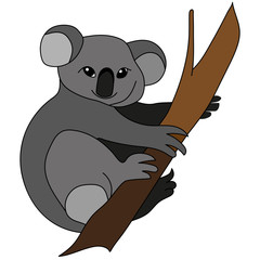 Animals Australia - koala bear