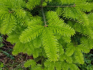 Tannensproessling; Picea; Konifere; Tanne