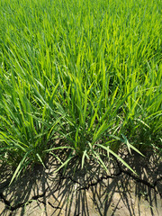 Fototapeta premium 夏の水田 