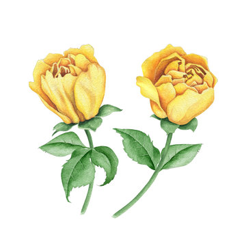 Watercolor floral image with yellow rose flowers