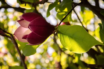 Store enrouleur occultant sans perçage Magnolia blooming magnolia