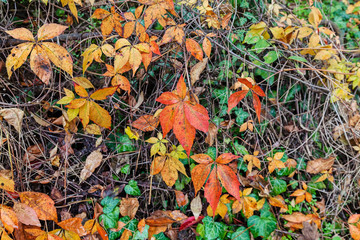 Colorful autumn leaves