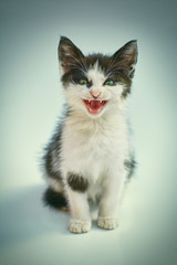 Kitten © Sergej Razvodovskij