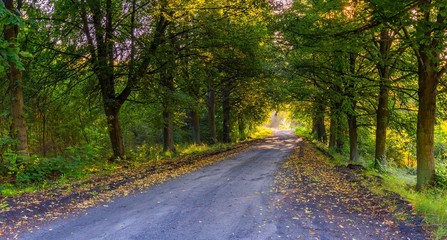 Fototapeta premium Beautiful trees alley illuminated by morning light.