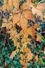Colorful autumn leaves