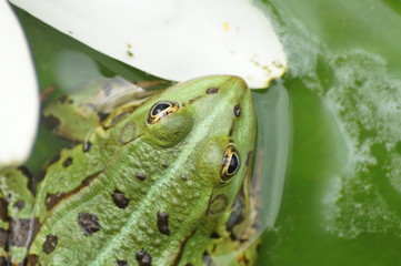 Frosch grün