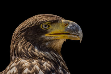 Adler - Porträt vor dunklem Hintergrund